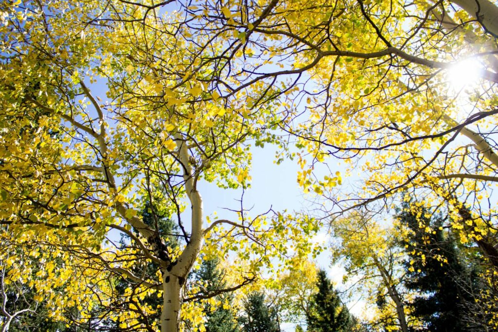 Trailgating! Gotta love Colorado in the Fall! Grab your gear and go! 