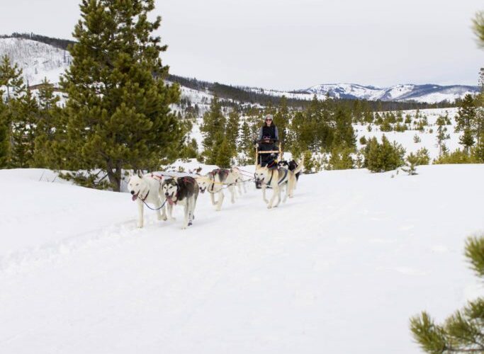 Dog Sledding at Snow Mountain Ranch