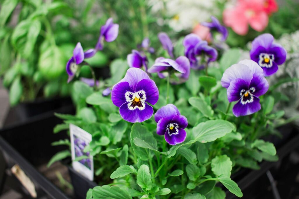 DIY Back Porch Garden that takes up little space but looks wonderful and adds so much life! Perfect for apartment, condo, and town home living! I love growing your own herbs! 