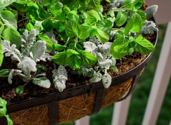 DIY Back Porch Garden that takes up little space but looks wonderful and adds so much life! Perfect for apartment, condo, and town home living! I love growing your own herbs!