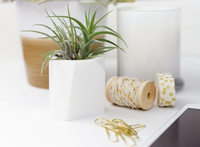 Shop Oak + Oats - Modern Mini planters for Air Plants and Mini Succulents