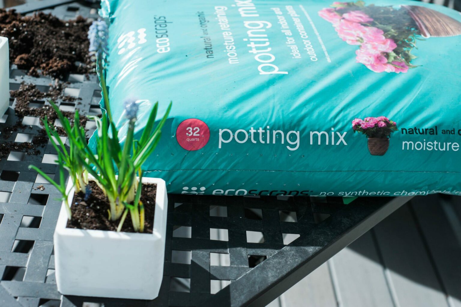 Indoor Spring Planting Oak + Oats