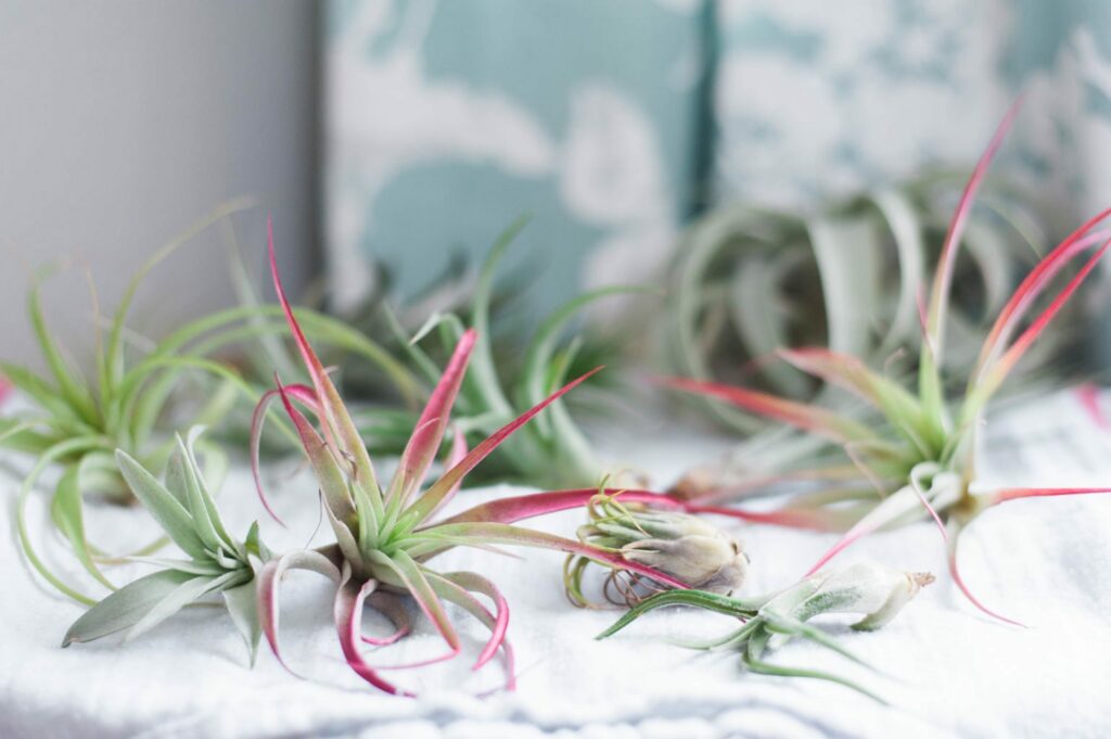 All you need to know about Air Plants - Air plant 101 - How to have and take care of air plants!