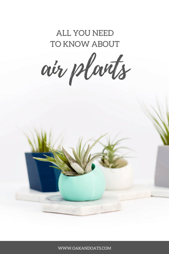 All you need to know about Air Plants - Air plant 101 - How to have and take care of air plants!