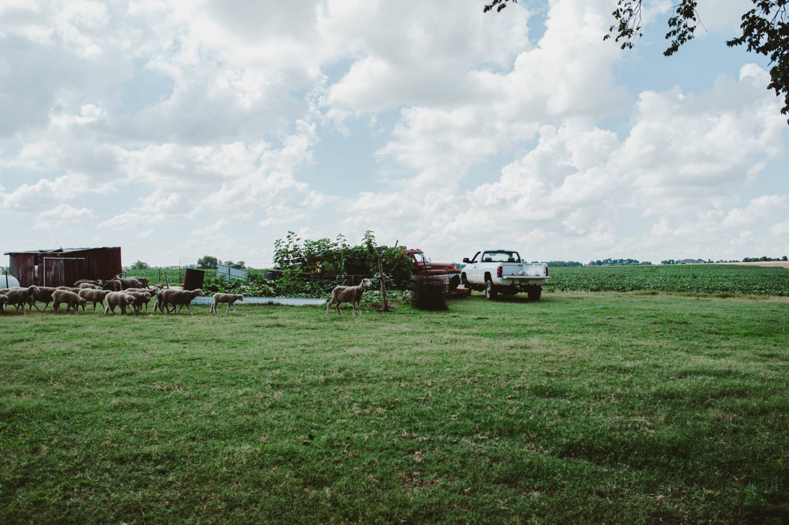 Snapshots from Wichita, KS - Oak + Oats