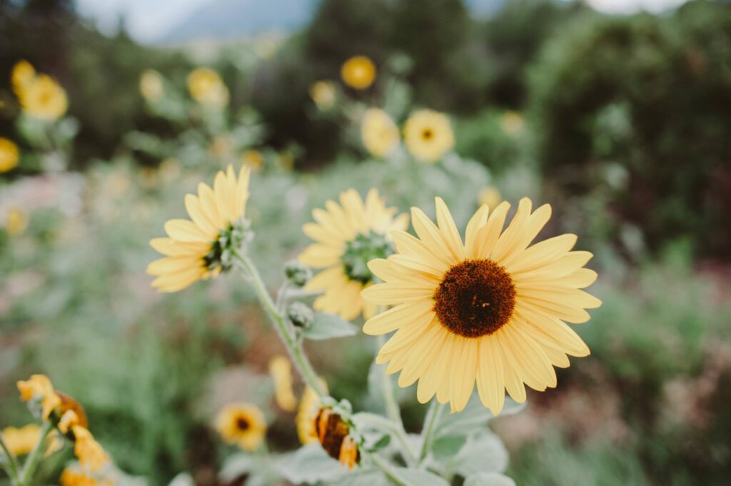 Elizabeth Mayberry Life Style Blogger at  Oak + Oats in Patagonia Shorts. Love the wildflowers and sunset.