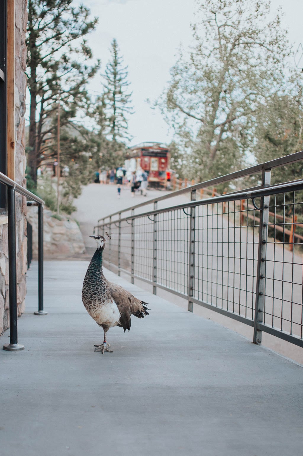 Cheyenne Mountain Zoo 