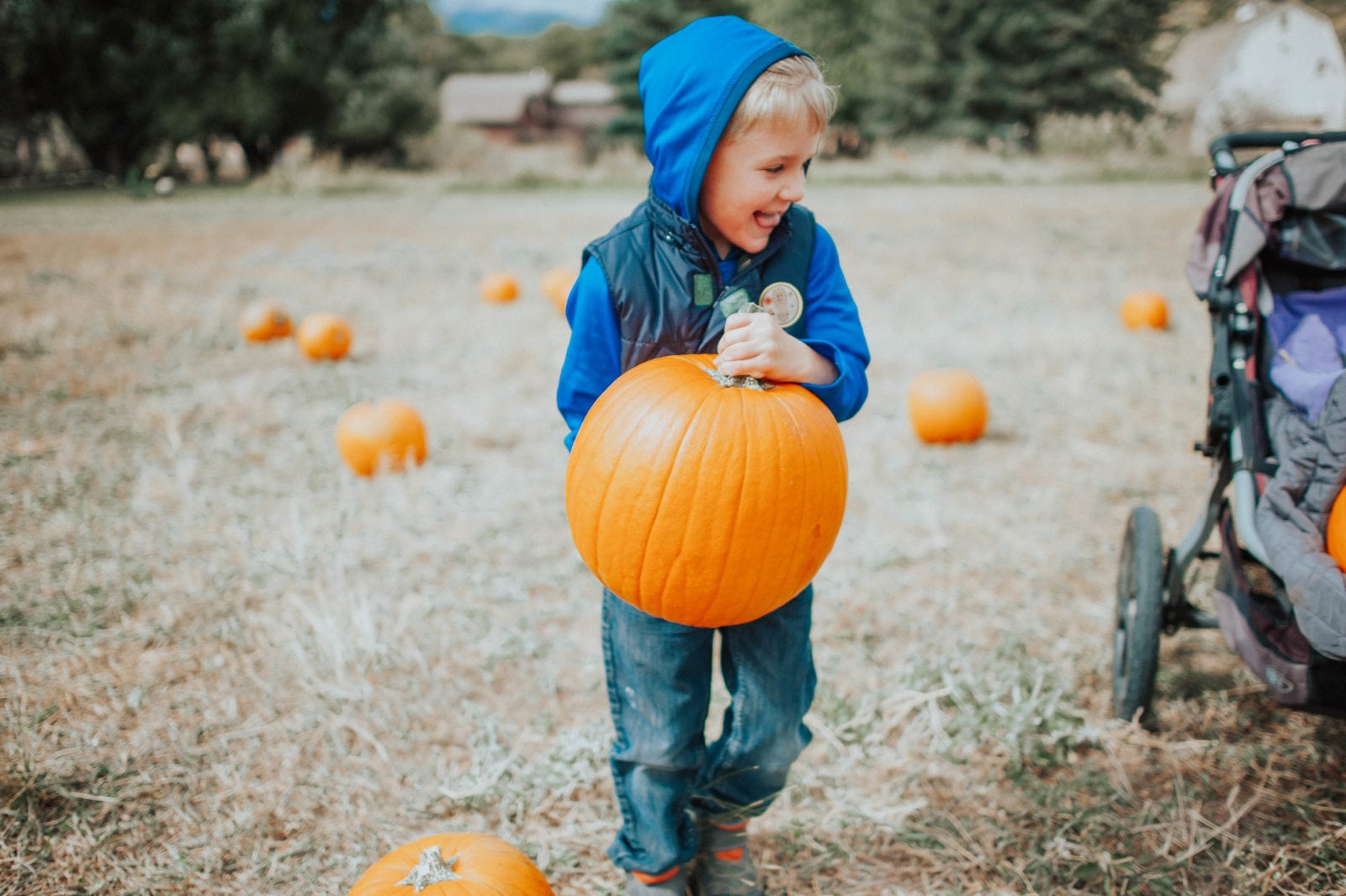 The Pumpkin Patch