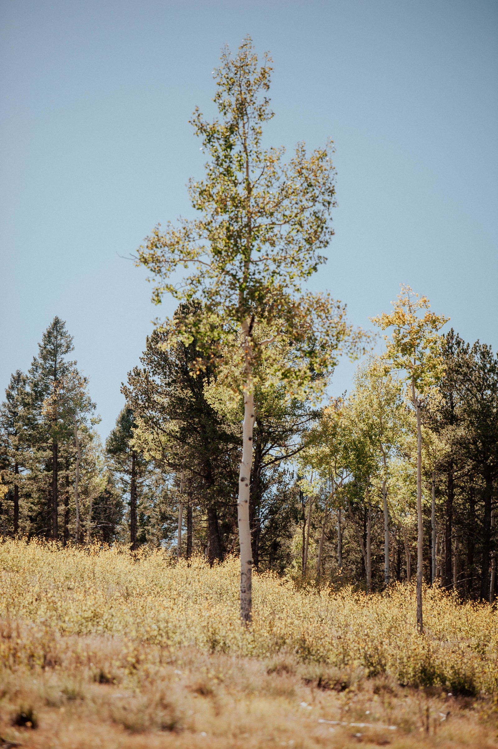 Crystal Creek Reservoir 