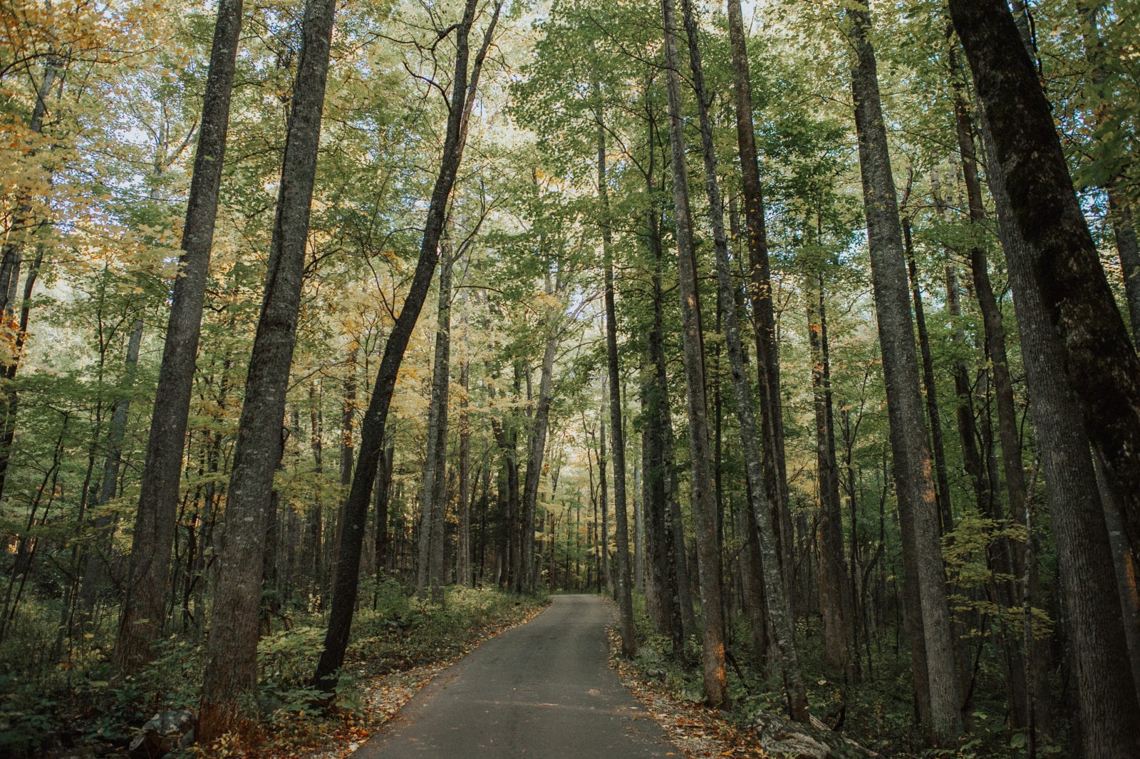 Roaring Fork Motor Nature Trail