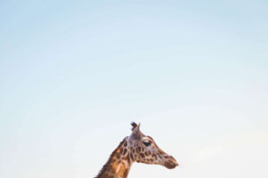 Photo of Giraffe